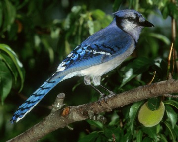 Blue Jay The black bridle across - Birds of Connecticut