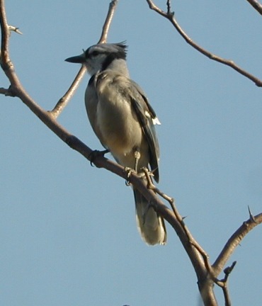 Blue Jay The black bridle across - Birds of Connecticut